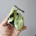 Alocasia Ninja Variegata jedna z roślin.jpg