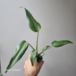 Monstera Burle Marx jedna z roślin.jpg