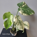 Monstera mint jedna z oferowanych roślin.jpg