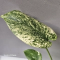 Monstera mint liść.jpg