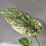 Monstera mint liść.jpg
