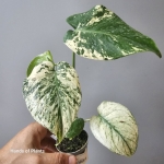 Monstera mint sadzonka.jpg