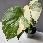 Monstera Creme Brulee liście.jpg