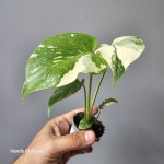 Monstera Creme Brulee sadzonka 2.jpg