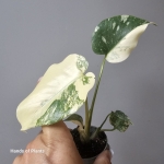 Monstera Creme Brulee sadzonka.jpg