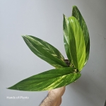 Epipremnum amplissimum Yellow Variegata jedna z oferowanych.jpg