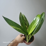 Epipremnum amplissimum Yellow Variegata piękne liście.jpg