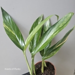 Epipremnum amplissimum Yellow Variegata wariegacja.jpg