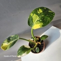 Philodendron rojo congo Yellow Variegata jedna z oferowanych roślin.jpg