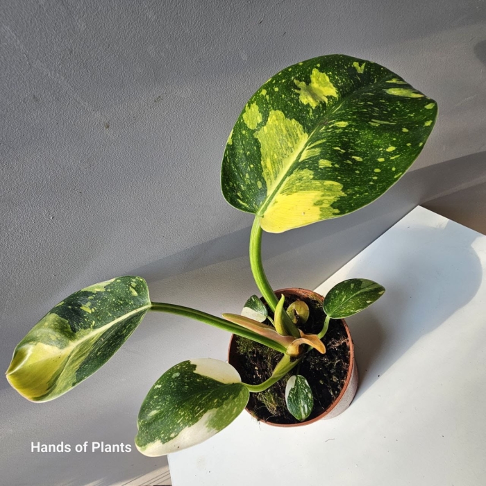 Philodendron rojo congo Yellow Variegata jedna z oferowanych roślin.jpg