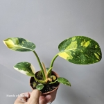Philodendron rojo congo Yellow Variegata jedna z oferowanych.jpg