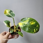 Philodendron rojo congo Yellow Variegata liść.jpg