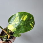 Philodendron rojo congo Yellow Variegata wariegacja.jpg