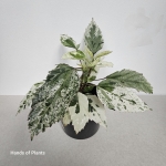 Hibiscus variegata jedna z sadzonek.jpg