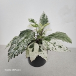 Hibiscus variegata liście.jpg