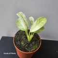 Epipremnum giganteum variegata sadzonka.jpg
