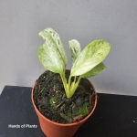Epipremnum giganteum variegata sadzonka.jpg