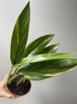 Epipremnum amplissimum Yellow Variegata