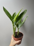 Epipremnum amplissimum Yellow Variegata