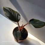 Philodendron squamicaule Red ciemne liście.jpg