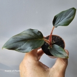 Philodendron squamicaule Red jedna z roślin.jpg