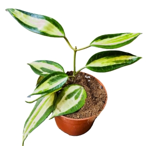 Hoya callistophylla Black Cat (1) (1) (1) (1) (1) (1) (1)