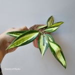 Sadzonka Hoya Pot of Gold.jpg