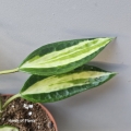 Variegacja Hoya Pot of Gold.jpg