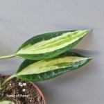 Variegacja Hoya Pot of Gold.jpg