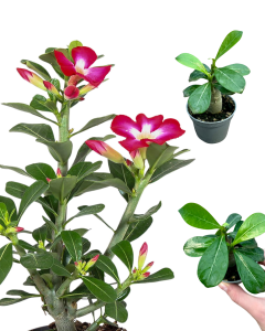 Adenium obesum "Róża pustyni"- S