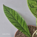 Zbliżenie Hoya callistophylla.jpg