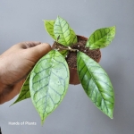 Liście Hoya callistophylla.jpg