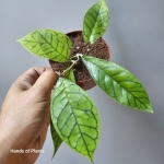 Oferowane Hoya callistophylla.jpg