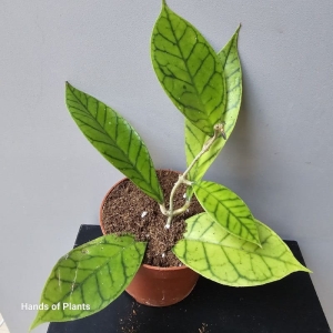Hoya callistophylla Black Cat (1) (1)