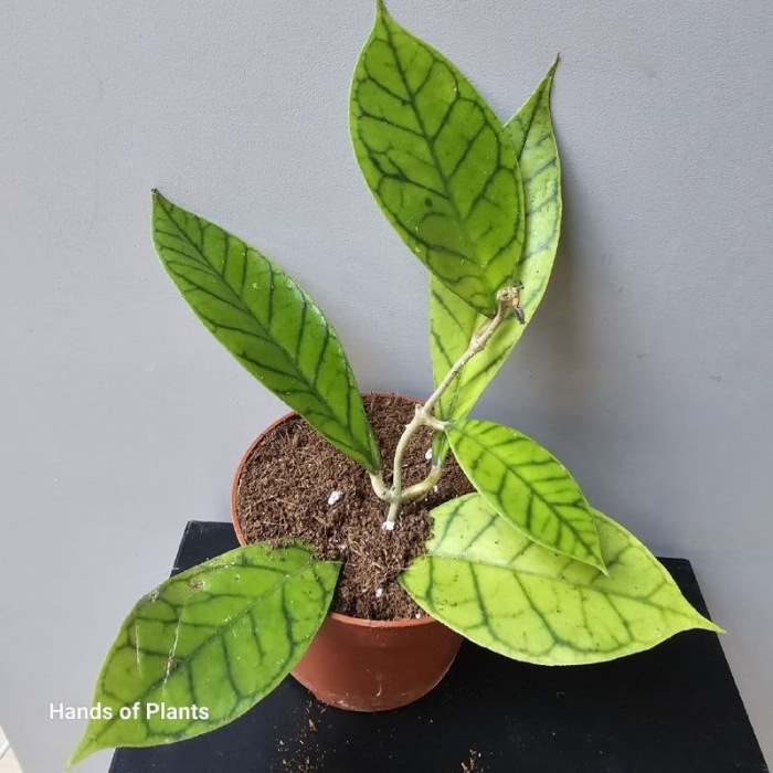 Jedna z roślin Hoya callistophylla.jpg