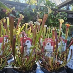 Sadzonki Sarracenia flava var. rubricorpora.jpg