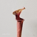 Zbliżenie Sarracenia flava var. rubricorpora.jpg