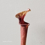 Zbliżenie Sarracenia flava var. rubricorpora.jpg