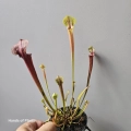 Jedna z Sarracenia flava var. rubricorpora.jpg