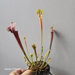 Jedna z Sarracenia flava var. rubricorpora.jpg