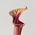 Piękny liść Sarracenia flava var. rubricorpora.jpg