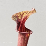 Piękny liść Sarracenia flava var. rubricorpora.jpg
