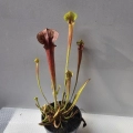 Oferowane Sarracenia flava var. rubricorpora.jpg