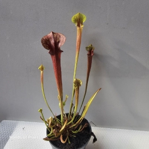 Sarracenia flava var. rubricorpora