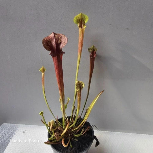 Sarracenia flava var. rubricorpora