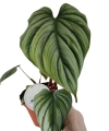Philodendron Colombia większa roślina