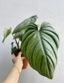 Philodendron Colombia dorosły