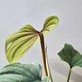 Philodendron Colombia pofalowany ogonek.jpg