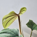 Philodendron Colombia pofalowany ogonek.jpg
