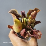 Przepiękne Oferowane sarracenia purpurea var. montana.jpg